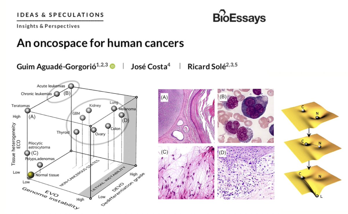 Ricard Solé (@ricard_sole) on Twitter photo Is there a logic in the space of tumours? What is the impact of ecological, developmental and evolutionary components in defining cancer trajectories? Check our paper with <a href="/AguadeGuim/">Guim Aguadé-Gorgorió</a> and <a href="/YaleMed/">Yale School of Medicine</a> Josep Costa onlinelibrary.wiley.com/doi/full/10.10… Is there a logic in the space of tumours? What is the impact of ecological, developmental and evolutionary components in defining cancer trajectories? Check our paper with <a href="/AguadeGuim/">Guim Aguadé-Gorgorió</a> and <a href="/YaleMed/">Yale School of Medicine</a> Josep Costa onlinelibrary.wiley.com/doi/full/10.10…