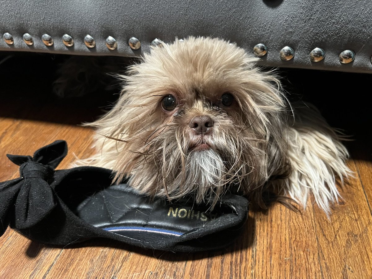 THE HERD HOUSE tweet media