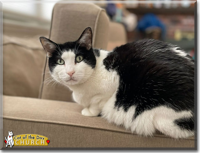 Cat of the Day .com tweet media
