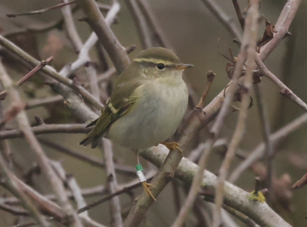 Two nice colour ringed YBW sightings recently:

Mainland Shetland -> Carmel Head, Anglesey
Lundy -> Lower Moors, Scilly

Especially interesting southerly re-orientation from Shetland. Many thanks to the ringers &amp; birders who reported these.
📸Reg Thorpe