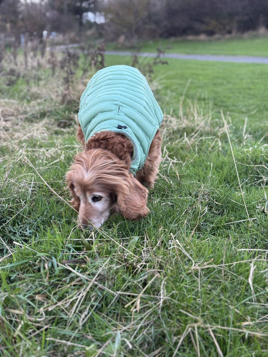 I’ve got a coat #SnugglyAndWarm
It’s so cold outside &amp; I’m a #GoldenOldie 🥶🥶🥶
I’ve never had a coat before #SoLoved