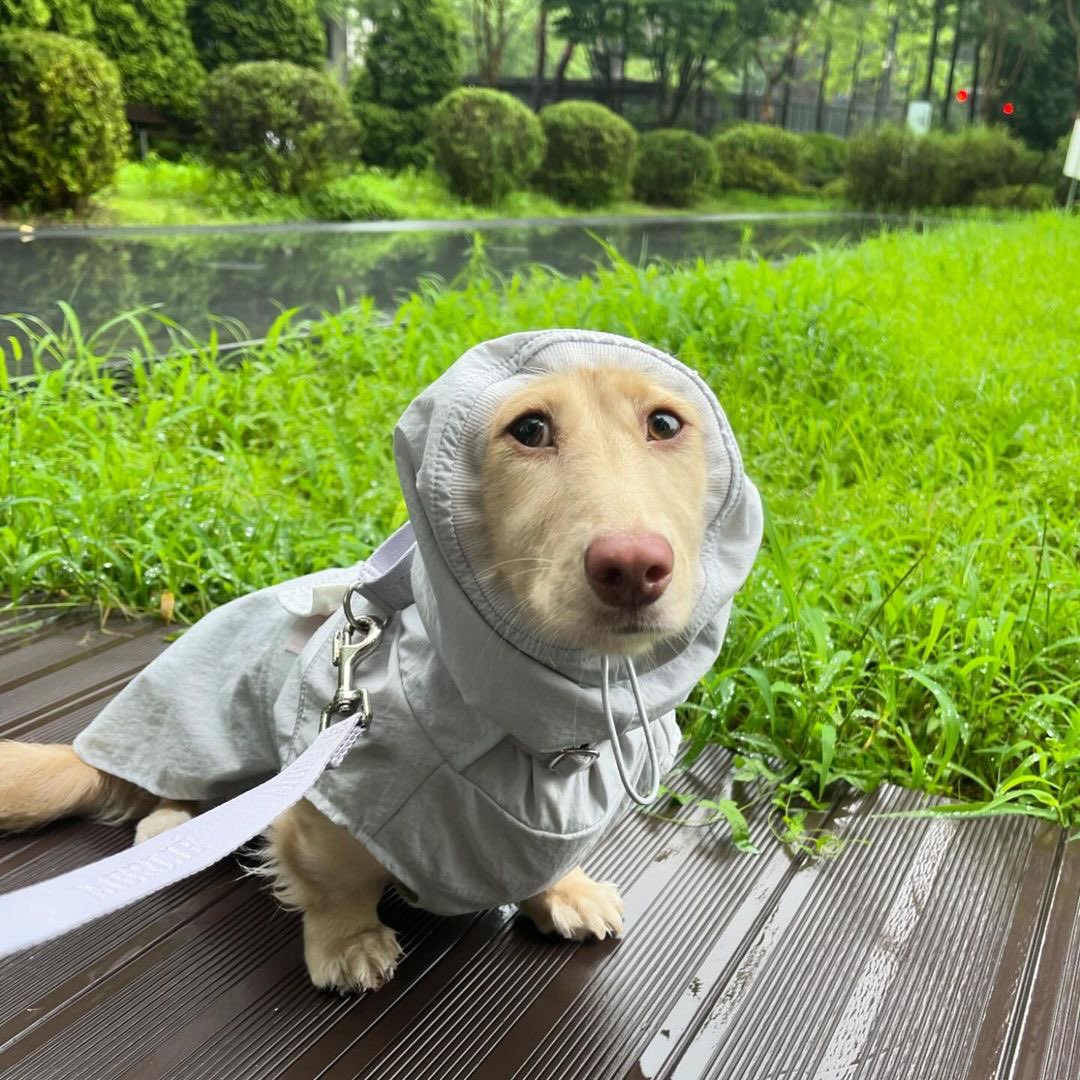 dog_rates's tweet image. This is Cream. She does not like getting wet in the rain. But she's not sure this is any better. 12/10
