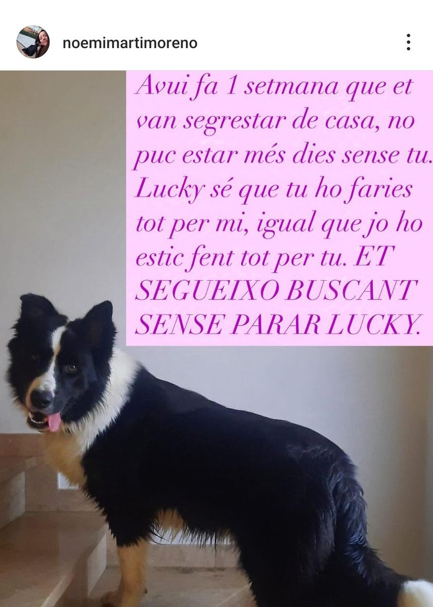 Avui fa una setmana que van segrestar en Lucky. No pararem fins que tornis a casa amb la teva familia. #Lucky #Navata #Emporda #AltEmporda #RT