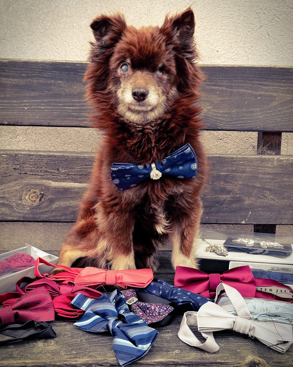 Każde polubienie tego posta to szansa, by sprawić, żeby takie zwierzęta miały też lepsze życie jak Stuart. Proszę o RT🙏

Ten dzielny psi senior przez długi czas był pomijany, nikt nie chciał go adoptować z powodu jego wieku i wyglądu. 😔 Stuart nie widzi już na oczka, ale wiem,