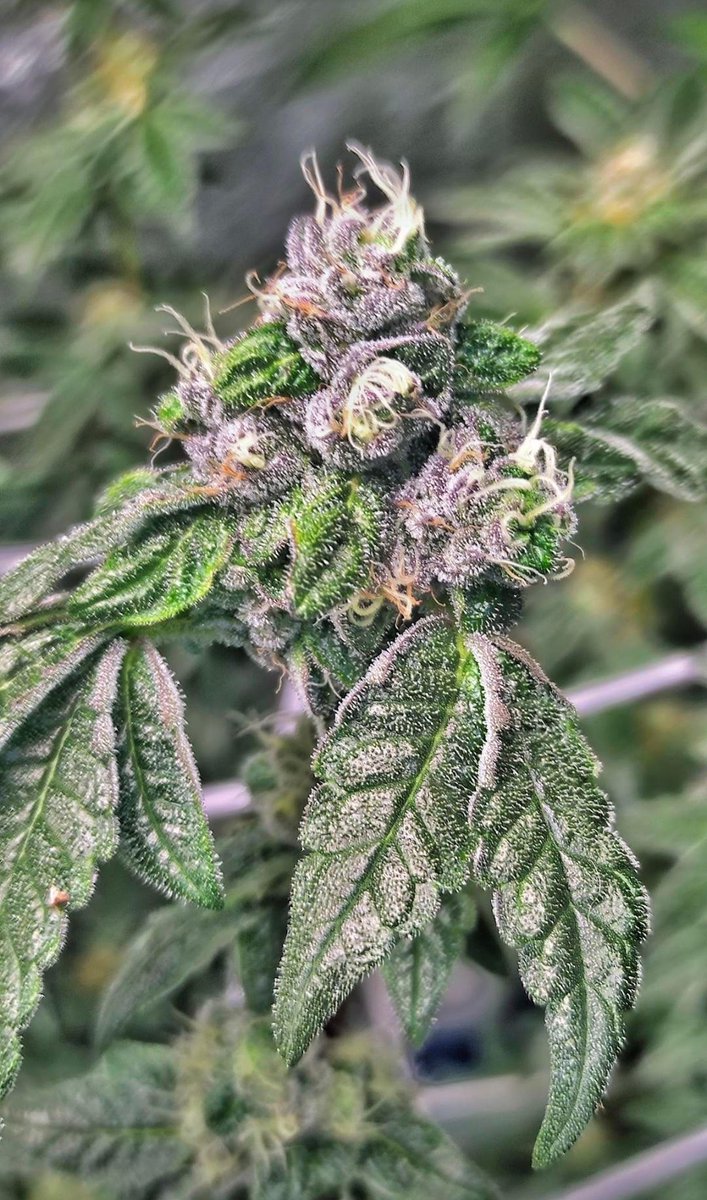 😲 la joya 💎 #Pureskunkgofast no puede faltar en un cultivo de calidad #weed #kannabia <a href="/Kannabia_Samen/">Kannabia_Samen</a>
