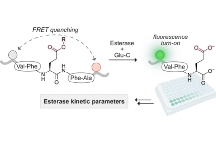 Yana Petri (@petri_yana) on Twitter photo Ever wondered how esterases cleave bulky substrates (e.g., peptides)? Check out our Raines lab story:
"Mammalian Esterase Activity: Implications for Peptide Prodrugs"
pubs.acs.org/doi/10.1021/ac…
💚 to Ruben Verresen, Clair Gutierrez, <a href="/VolgaKojasoy/">Volga Kojasoy</a>, <a href="/erikazhange/">Erika Zhang</a>, and all our team! Ever wondered how esterases cleave bulky substrates (e.g., peptides)? Check out our Raines lab story:
"Mammalian Esterase Activity: Implications for Peptide Prodrugs"
pubs.acs.org/doi/10.1021/ac…
💚 to Ruben Verresen, Clair Gutierrez, <a href="/VolgaKojasoy/">Volga Kojasoy</a>, <a href="/erikazhange/">Erika Zhang</a>, and all our team!