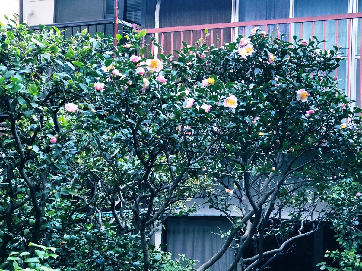 hanihani48's tweet photo. おはようさんです😀
昨日は日中暑くて💦夕方からは冷えて寒っ今朝はちょっと寒い😌
この目まぐるしい #気温差 はなんだろね（苦笑）

裏庭の #サザンカ #山茶梅 が可愛いお花を付け出した🌸🌸冬なんだね（笑）
#イマソラ #今空 #青空 #11月の空 https://t.co/YssskIg0Pg