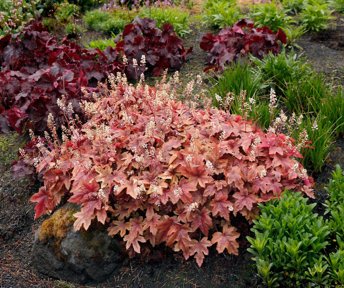 TerraNovaNurs's tweet photo. #PlantOfTheDay: #Heucherella 'Brass Lantern' has bold foliage in rich bronze and copper tones that adds warmth and texture to beds, borders, or containers. Perfect for sun or shade, and pollinator-friendly too: https://t.co/ebZyWKP09F #GardenColor #Perennials https://t.co/sb8XQmuvhI