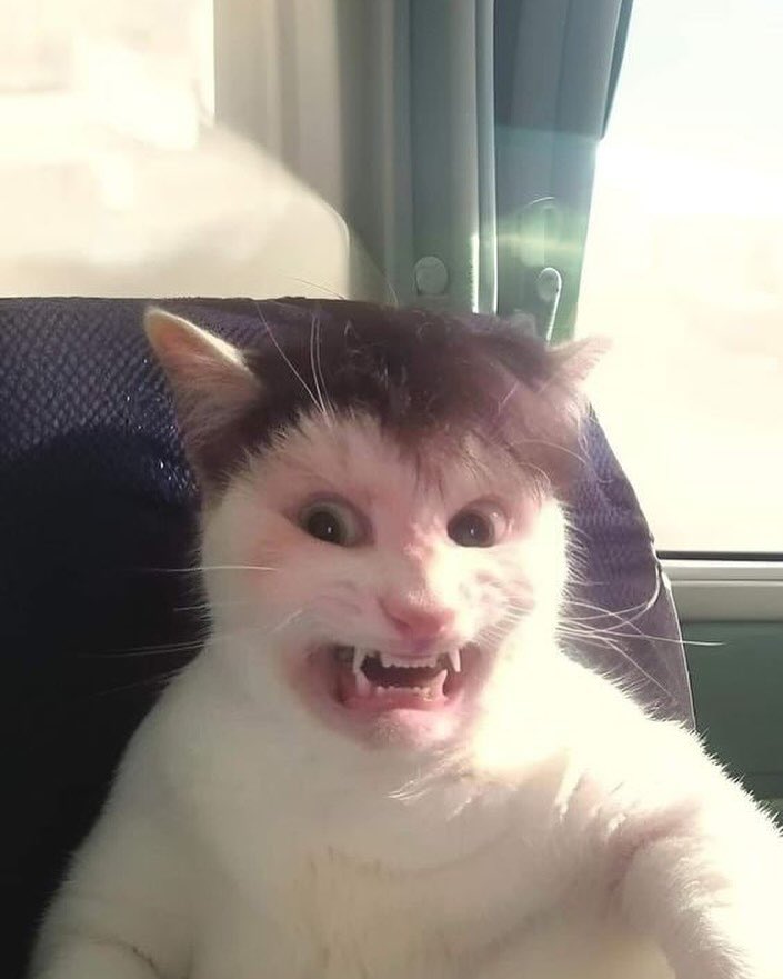 No Cats No Life tweet media