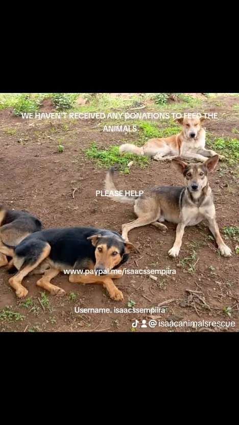 Isaac Animals Rescue (@isaacanimals) on Twitter photo 