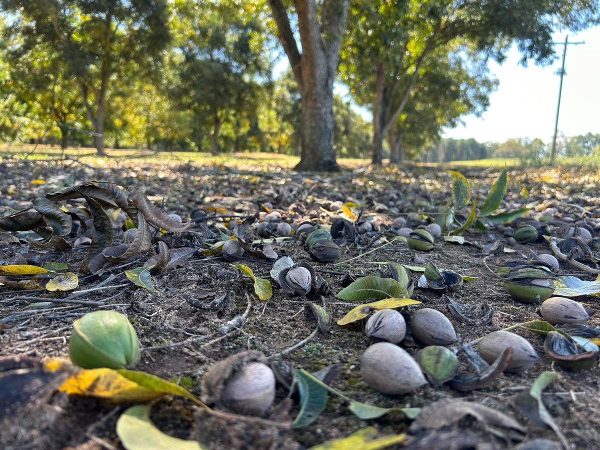 keeper_orchard's tweet photo. Who still needs pecans fresh from the farm for Thanksgiving? Order soon to ensure arrival in time for the big day.
Find โem here:
https://t.co/6w8JLKbdsX https://t.co/NiX8tddLva