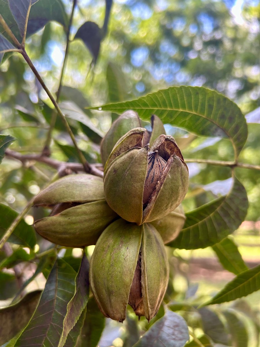 keeper_orchard's tweet photo. Who still needs pecans fresh from the farm for Thanksgiving? Order soon to ensure arrival in time for the big day.
Find โem here:
https://t.co/6w8JLKbdsX https://t.co/NiX8tddLva