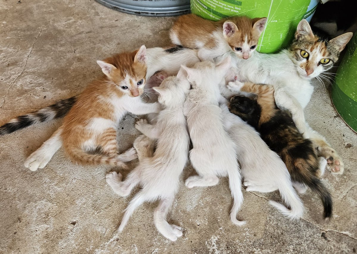 Lindos gatitos de un mes, en adopción. Zona Central y alrededores. Información al 0986 679 235.