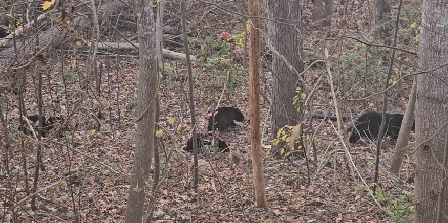 A gang of 4 bears are hanging around Kensington Place. Be careful!)) #Asheville #Bear #Bears #Kensington