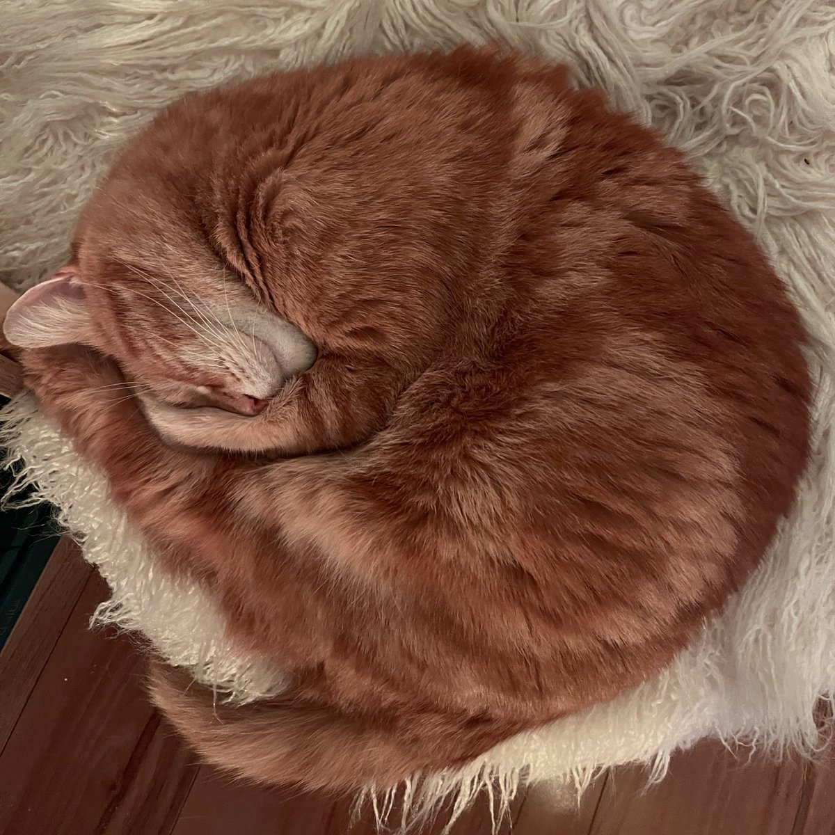 valentino tweet media