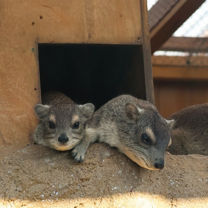 rakugoraku2's tweet photo. キボシイワハイラックスの赤ちゃんがいました✨　2024.11📷　#埼玉県こども自然動物公園 #SCZ #キボシイワハイラックス #BushHyrax https://t.co/T0BSXy6UOF