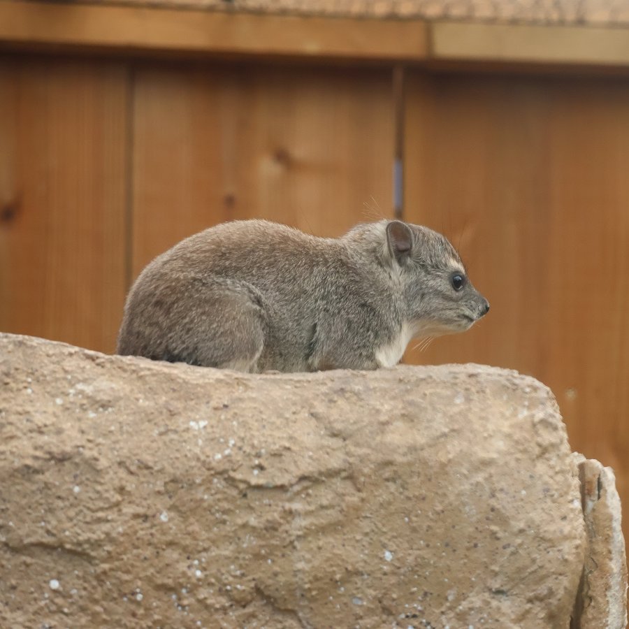 rakugoraku2's tweet photo. キボシイワハイラックスの赤ちゃんがいました✨　2024.11📷　#埼玉県こども自然動物公園 #SCZ #キボシイワハイラックス #BushHyrax https://t.co/T0BSXy6UOF
