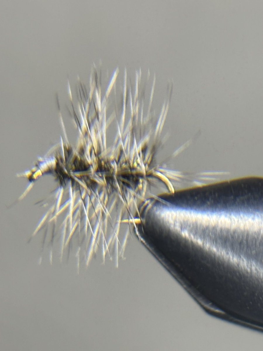 Alpine_flies's tweet photo. One of the most common yet more effective midge patterns the griffins gnat if you want to support and get some link below 
https://t.co/rOguwxhqby
#fishing #flyfising #flytying #fishing_frenzy https://t.co/U3U46AZoVu