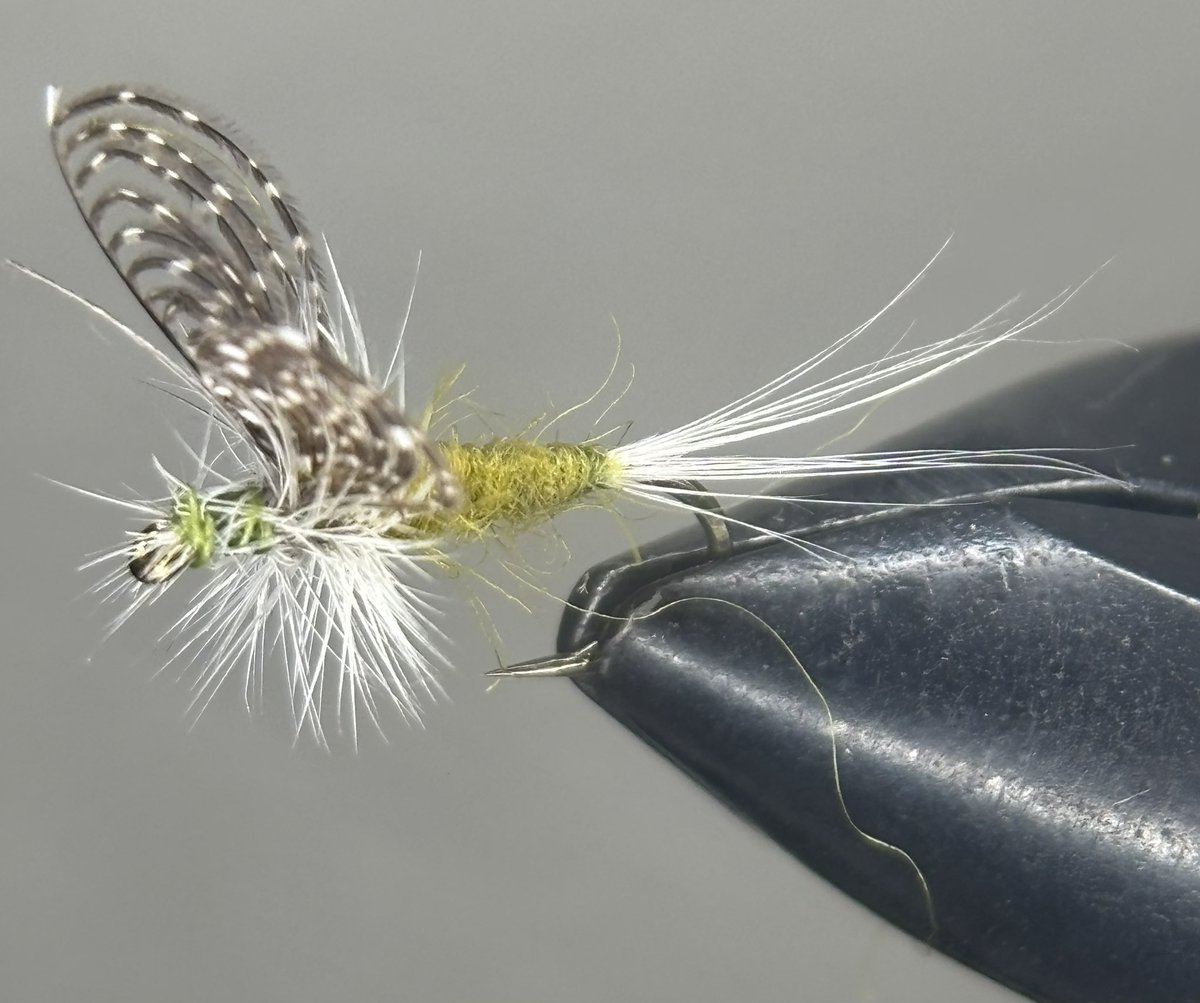 Alpine_flies's tweet photo. After a while all of the blue wing olives look the same and the fish know what to look for so here is a new spin with this Wally wing dry fly like to store below if you want some https://t.co/rOguwxhqby

#fishing #fishing_frenzy #flyfishing https://t.co/thT5TJdxbV