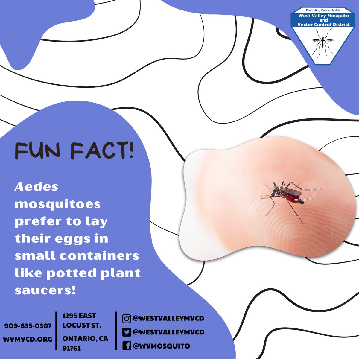 westvalleymvcd's tweet photo. Here is another mosquito fact for you! To learn more about mosquitoes and mosquito prevention, please visit our website. @CityofOntario @CityOfRC @CityofMontclair @City_of_Upland @CityofChinoGov @Chino_Hills https://t.co/QfP3z4mFFr