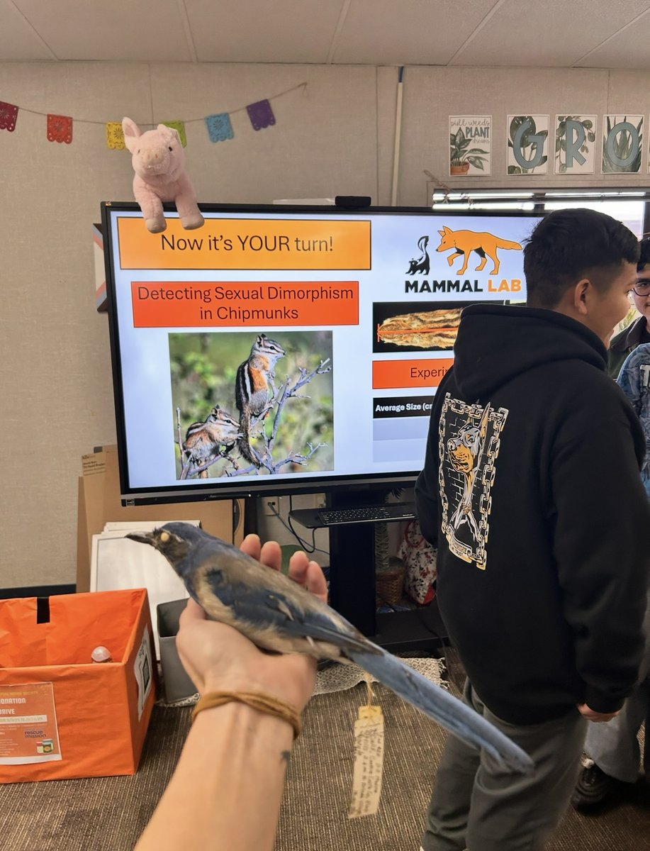 csulb_rds's tweet photo. Alexis and Caribel from the Marine Ecology Lab presented at Middle College High School this morning, discussing their unique pathways into their current research at CSULB. The students got the opportunity to investigate sexual dimorphism in birds and chipmunks! 🐦‍⬛🐿️ https://t.co/D5l7C4JCsp