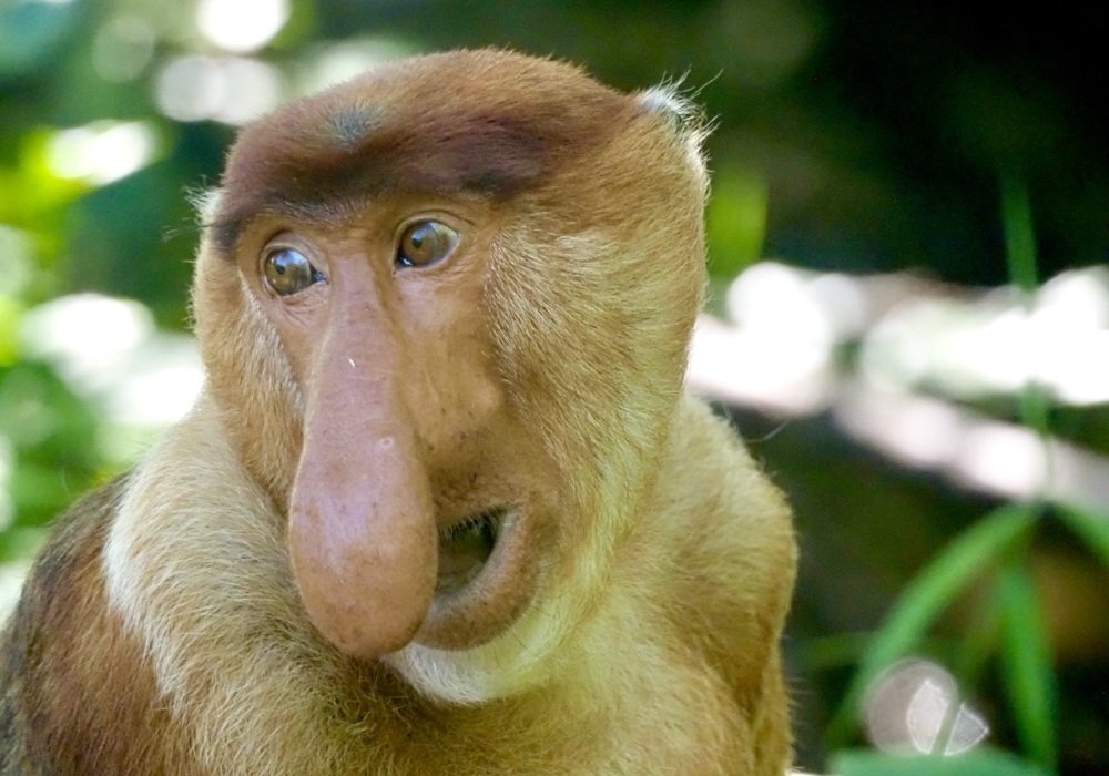 Peter Nebrio tweet media