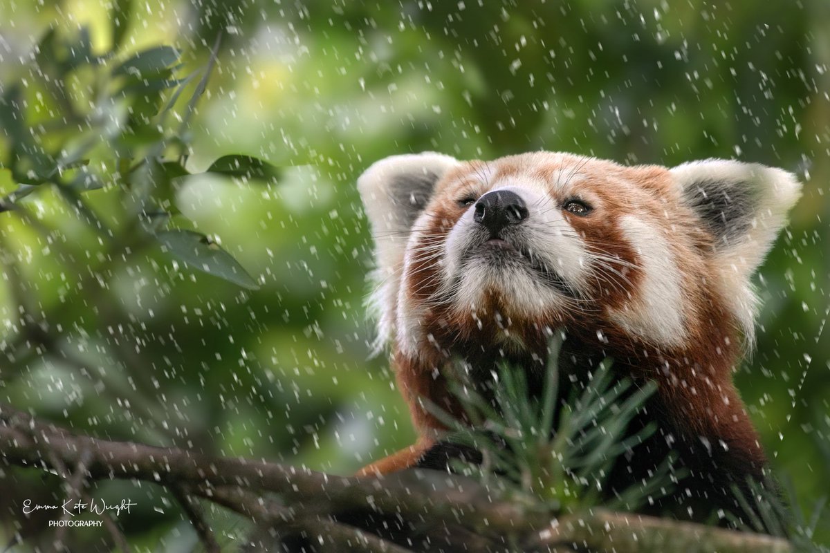 emmakatewright's tweet image. This years photograph Christmas Card of a red panda I photographed at Chester Zoo.