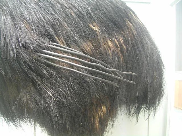 🦎Visceral🪶 (Tomistoma enjoyer🐊) tweet media