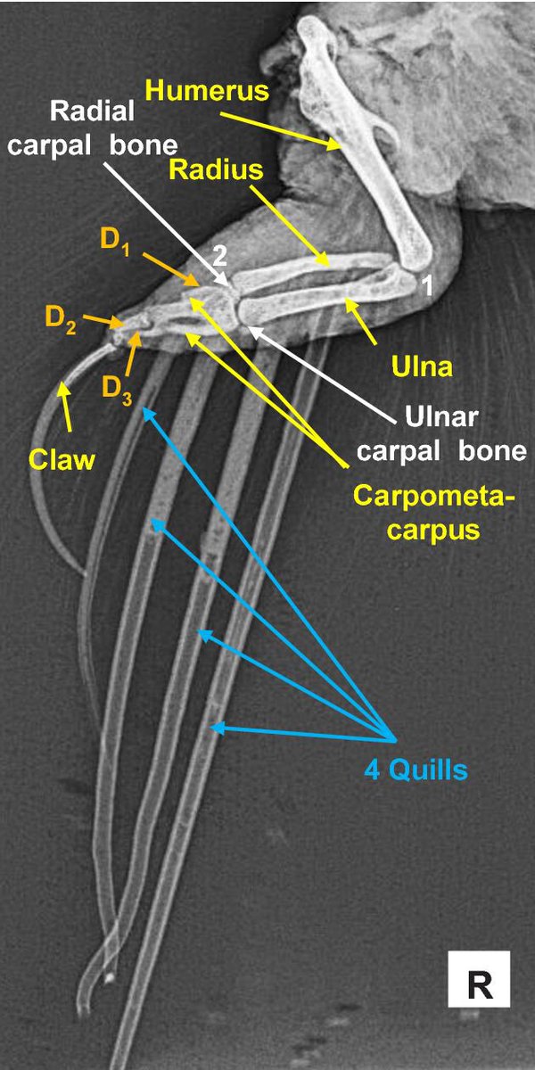 🦎Visceral🪶 (Tomistoma enjoyer🐊) tweet media