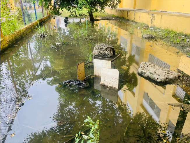 Maestros de SDO exigen intervención urgente por filtración de aguas cloacales en escuela goo.su/FIsvG