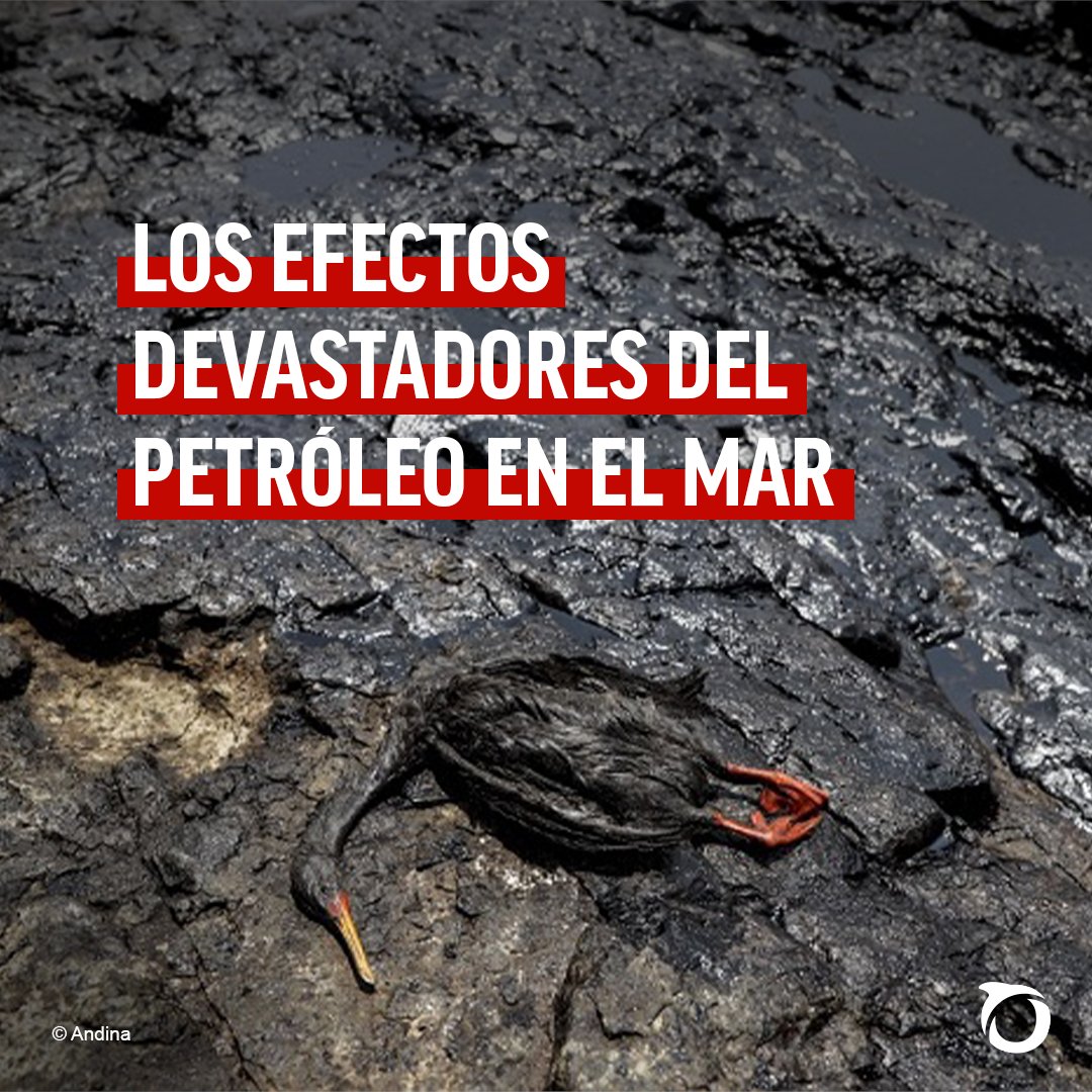 Oceana_Peru's tweet photo. 🛢️🚨Hace semanas - como en repetidas ocasiones - pescadores del norte alertaron sobre una preocupante disminución de especies a causa de la contaminación del mar norteño por petróleo.

Desde Oceana consideramos que la explotación de hidrocarburos no es compatible con la salud de los ecosistemas marinos. Esta actividad plantea serios riesgos para el trabajo más de 50 mil pescadores artesanales y para todos los peruanos que generan ingresos o disfrutan de la gastronomía y el turismo.

Abrimos hilo. 👇🧵