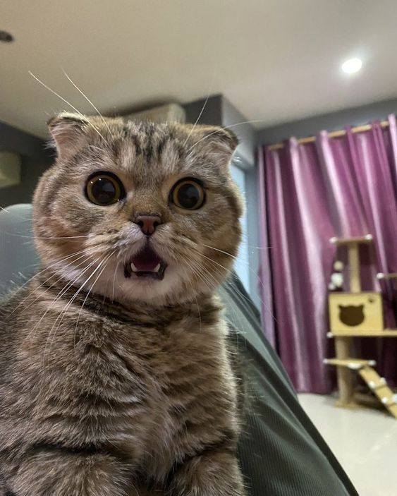 PunchingCat's tweet photo. https://t.co/z8gJHbCUH3