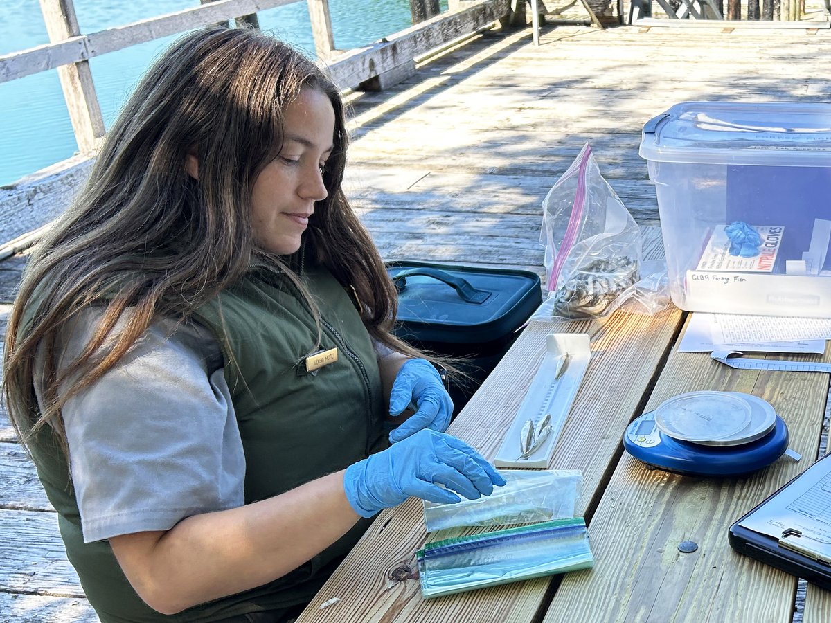 GlacierBayNPS's tweet photo. Join Glacier Bay's research and monitoring team! 
Apply now to become a Biological Science Technician (fisheries or wildlife) for the summer 2025 season. The application is only open through Friday Nov. 22:
Fisheries: https://t.co/D2pJNqutr7
Wildlife: https://t.co/GZp1ctW9OH https://t.co/dgXUrA2GvJ