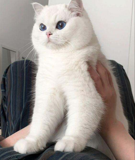 Cats can be haughty, sitting quietly but charmingly. Dogs are always jumping and running around you as if they are living in joy. Although different, both bring warmth and happiness to life.