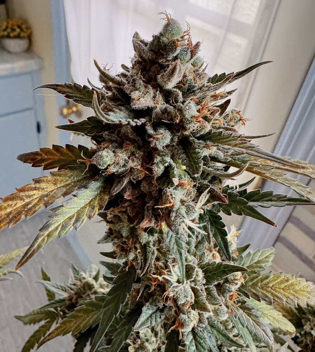 I’m harvesting her today 🪴 I thought you guys might like to see how pretty she is before I start 💕 #Marijuana #harvest #weed #pot #nug #bud #BigBuds #THC #grow #HomeGrown https://t.co/rs5kDMdxLf