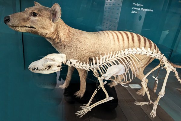 Was wäre, wenn der #Beutelwolf wieder durch Tasmaniens Wälder streifte und der #Dodo Mauritius erneut zu seiner Heimat machte? 🦤 
#DeExtinction #BiodiversityLoss #ExtinctSpecies #Extinction #ExtinctAnimals #GeneEditing #ConservationScience #BringThemBack

artensterben.de/ausgestorbene-…