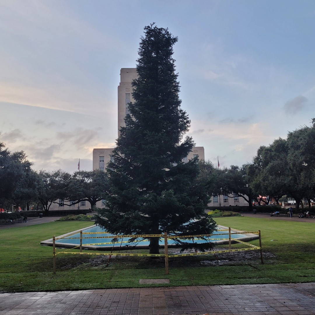 HPARD's tweet photo. Although it was a soggy Sunday, @Hpard staff woke up early to install this year's holiday tree @ City Hall. The gorgeous 48 ft White Fir from Grants Pass, OR will feature 99,680 LED lights &amp; 4,000 ornaments. #holidayseason #HolidayTree #FestiveSeason #Htownholiday https://t.co/rfINDaaIQa