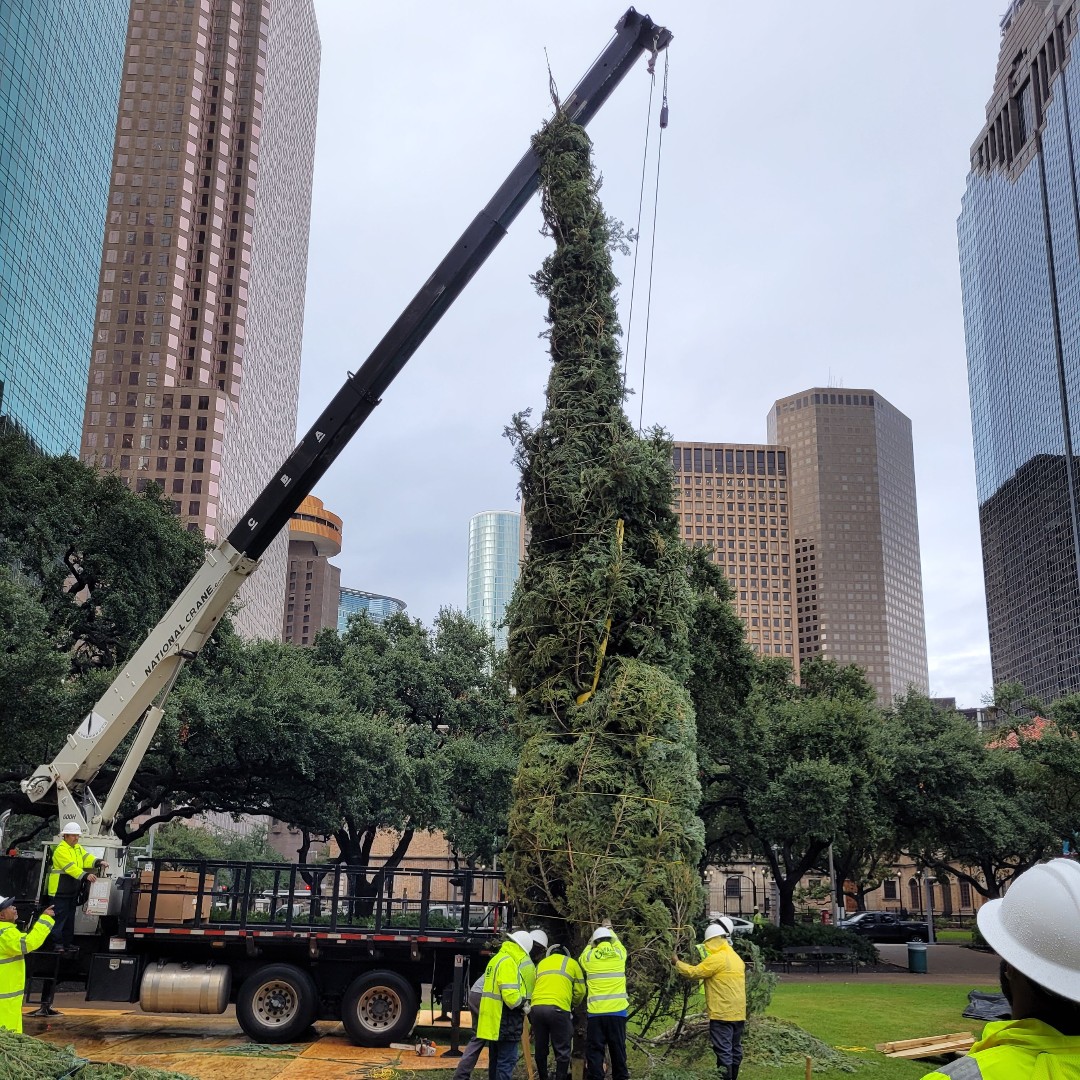 HPARD's tweet photo. Although it was a soggy Sunday, @Hpard staff woke up early to install this year's holiday tree @ City Hall. The gorgeous 48 ft White Fir from Grants Pass, OR will feature 99,680 LED lights &amp; 4,000 ornaments. #holidayseason #HolidayTree #FestiveSeason #Htownholiday https://t.co/rfINDaaIQa