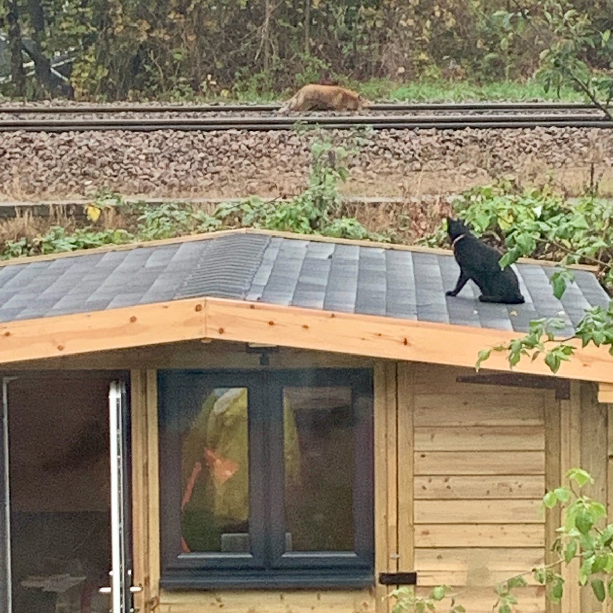 elitelipreader's tweet image. When I take my 15-minute break from freelancing, this is my view from my office window… #freelancing #homeworker #foxes