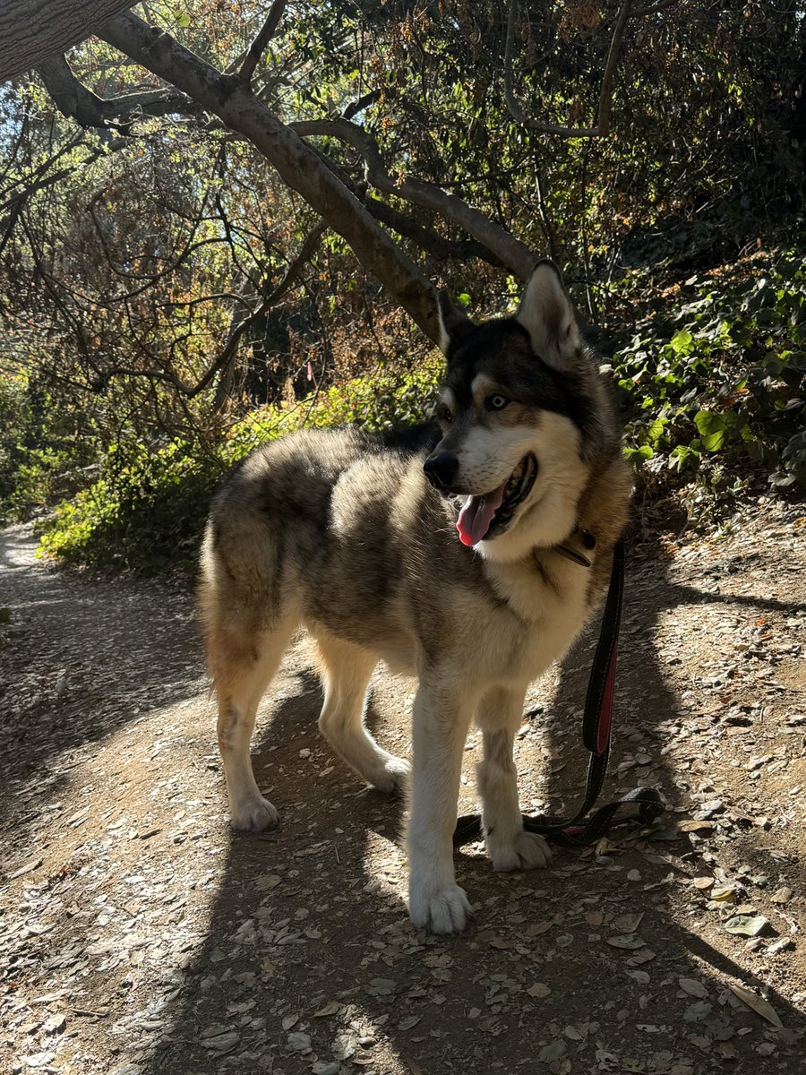 its_lupa's tweet photo. just got amazing news that kiba’s tumors are undetectable, his lymph nodes have returned to a normal size, and he’s gained 5 pounds! he’s not in complete remission, but only three weeks ago the vet told us he wouldn’t survive the week. so grateful for him and his strength <3 https://t.co/GQ03Kq6w7G