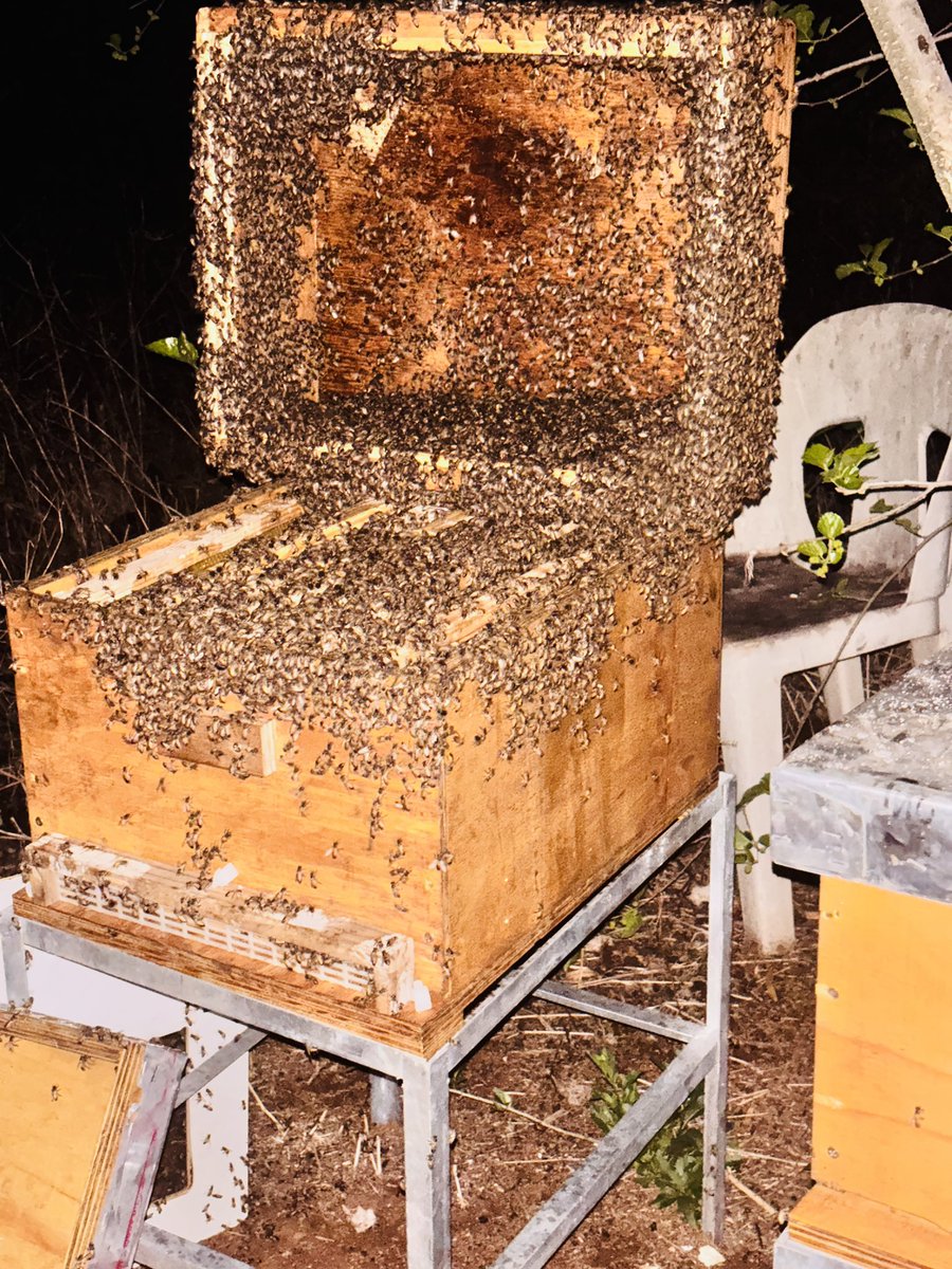 John_Mphatsoe's tweet photo. You won't understand if you haven't been around them....I am a backyardbeekeeper with the dream of being a commercial beekeeper. The more the hives i could get the better for me to save the bees too. #Backyardbeekeeper #GP1014 https://t.co/g7nAlgLdU7