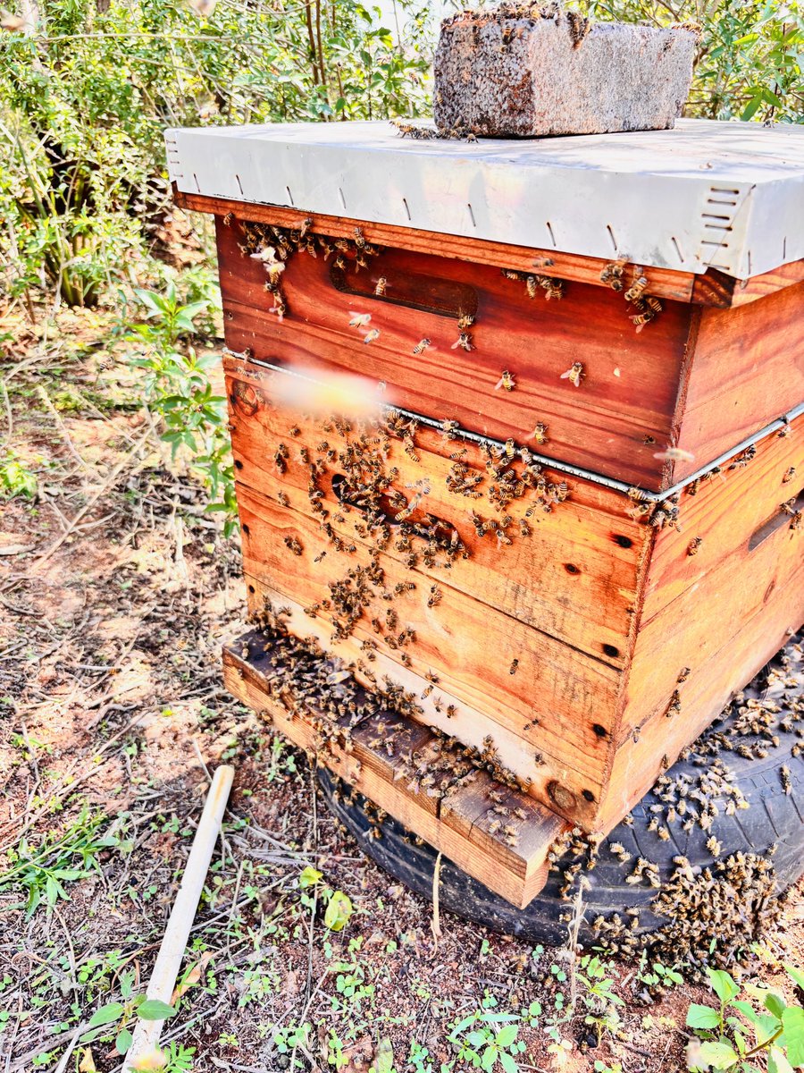 John_Mphatsoe's tweet photo. You won't understand if you haven't been around them....I am a backyardbeekeeper with the dream of being a commercial beekeeper. The more the hives i could get the better for me to save the bees too. #Backyardbeekeeper #GP1014 https://t.co/g7nAlgLdU7