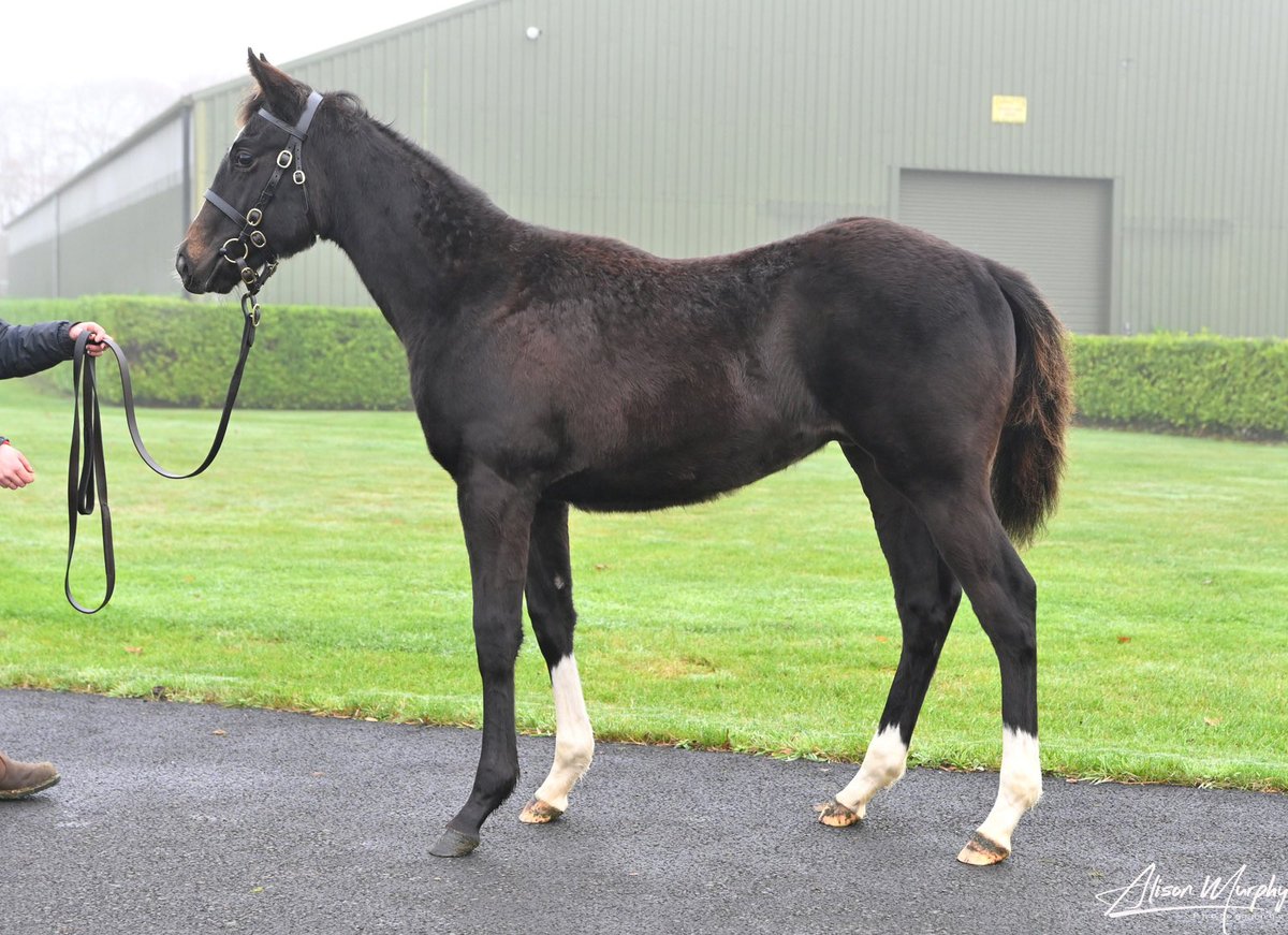 mntarmstrong's tweet photo. Our belter of a colt,  Mehmas x For Henry is selling in Goffs on Wednesday. 
His Newbay sister just won recently on her second time out. https://t.co/nybFi4i4Eb