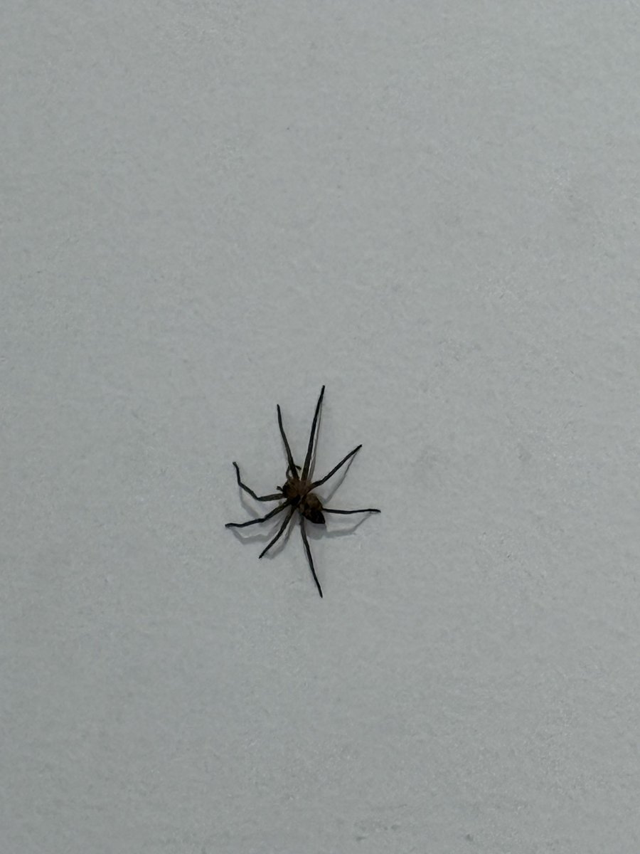 yu_agopian's tweet photo. @ObsNaturalistas apareceu aqui em casa agora, devo me preocupar? https://t.co/qoverGqq9H