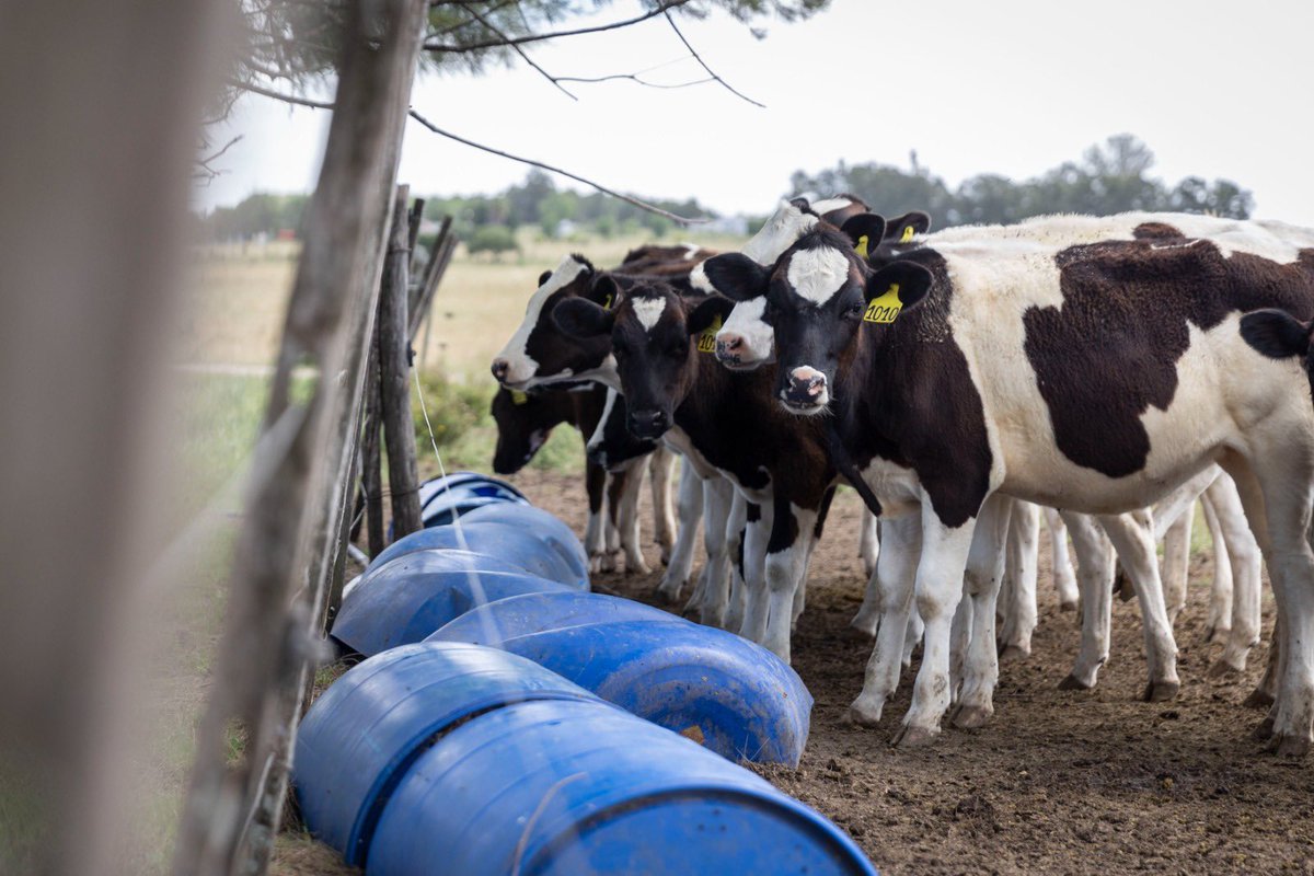 OrsiYamandu's tweet photo. La chacra y la granja, los protagonistas de algo tan importante como la producción de nuestros alimentos, merecen una política más activa.  Hoy en San Ramón nos reunimos con productores y también con distribuidores de la cadena avícola en San Bautista. https://t.co/KnWhIiMdP3