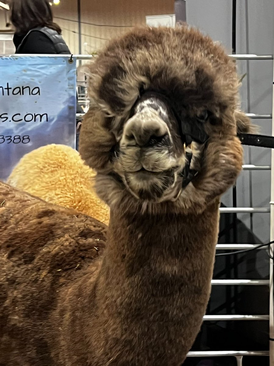 Sam Miller, Ph.D. tweet media