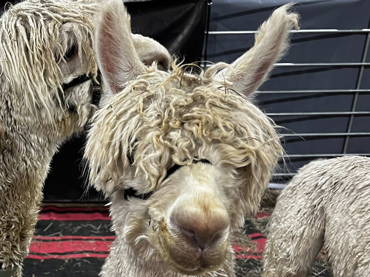 Sam Miller, Ph.D. tweet media