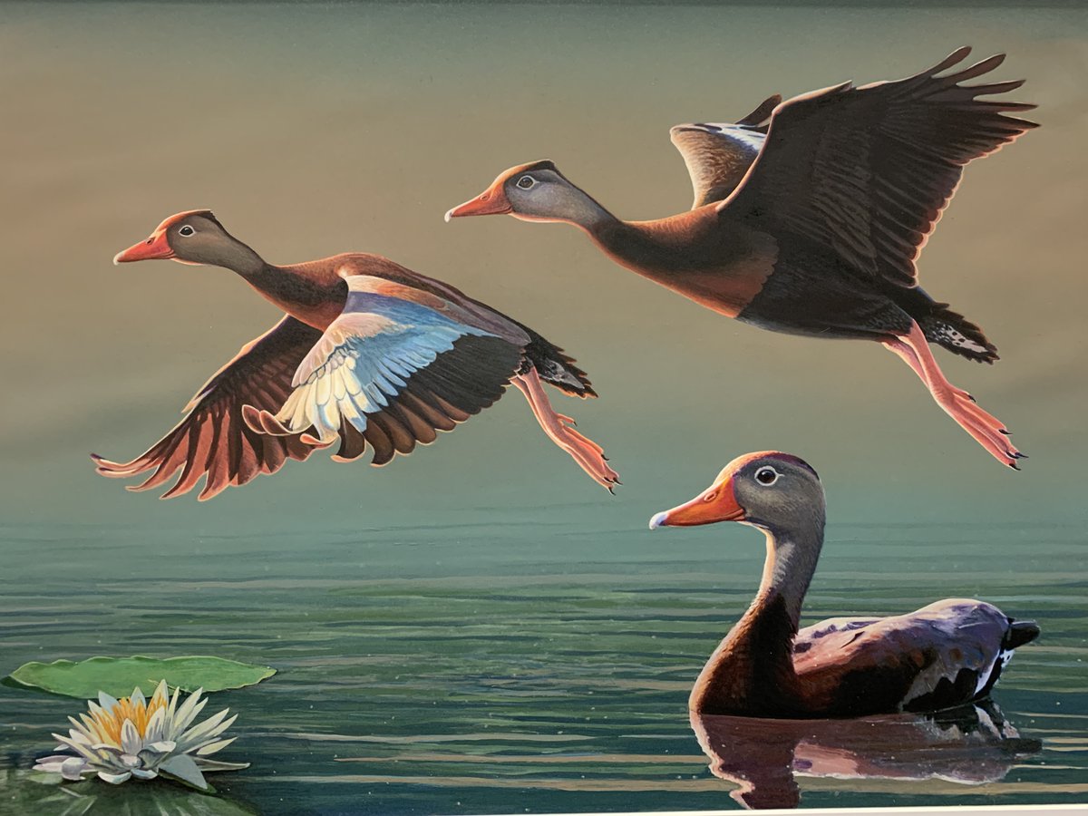 🎉 Congrats to John Nelson Harris, 3-time winner of the Louisiana Duck Stamp Contest! His stunning black-bellied whistling duck art will grace the 2025 stamp, available in June. Proceeds support LA wetlands &amp; wildlife. Learn more: buff.ly/3UW8lXM #LouisianaDuckStamp