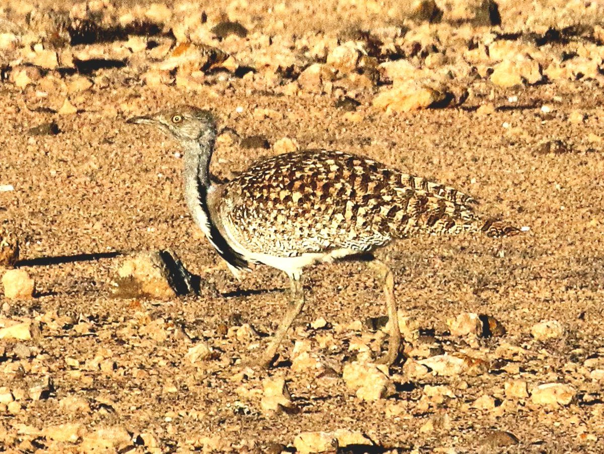 The big boy successfully found at dawn at Tindaya Plain on Fuerteventura with <a href="/naturetrektours/">Naturetrek</a>. African Houbara.