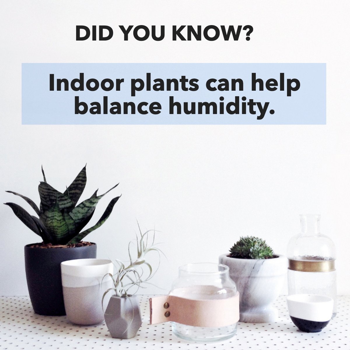 YourAgent4Life's tweet photo. Adding plants to your home has plenty of benefits, but did you know indoor plants can help balance humidity levels? ๐ฆTalk about functional dรฉcor! ๐
What's your favorite #plantfact? Let us know in the comments! ๐ญ
#plant #plants #houseplant #indoorplant https://t.co/waIBbRItb6